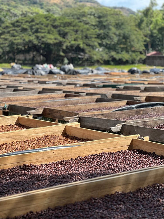 MIRASOL HONEY | NICARAGUA | LIMITED EDITION 160z