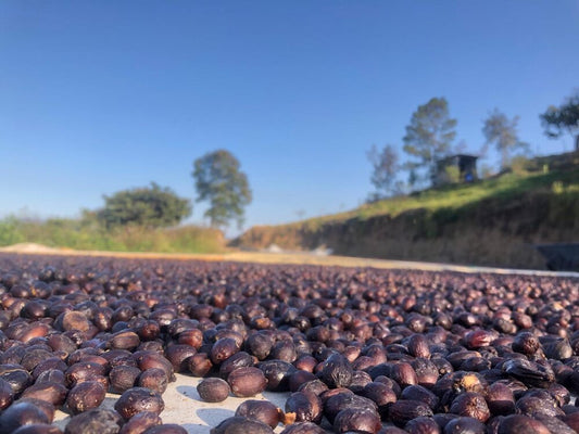 BLACK SWAN | Our Signature Blend for Chocolate Lovers - 8oz Bag