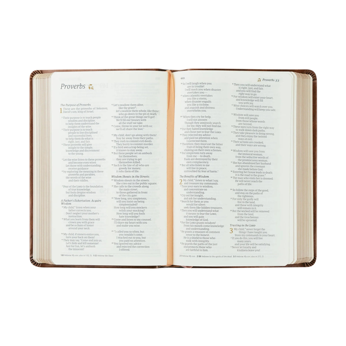 NLT Compact Bible: Aurora Theme