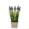 Potted Blue Grape Hyacinth